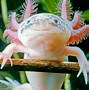 Apa Saja Makanan Axolotl